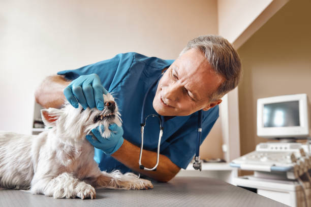 Best Broken or Cracked Tooth Emergency Dentist in Felida, WA